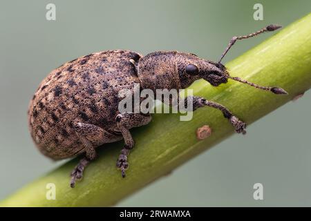 Liophloeus tessulatus Weevil, der den Efeustamm hochklettert. Tipperary, Irland Stockfoto