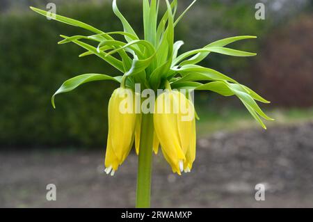 Single Yellow Crown Imperial Fritillary (Fritillaria Imperialis) angebaut in einer Blumengrenze bei RHS Garden Harlow Carr, Harrogate, Yorkshire, England, Vereinigtes Königreich Stockfoto