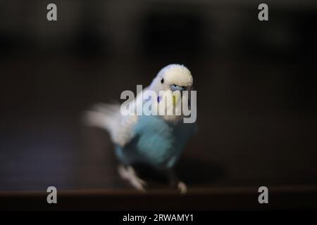 Wunderschöner blauer Papageiensittich, der zu Hause auf dem Tisch sitzt Stockfoto