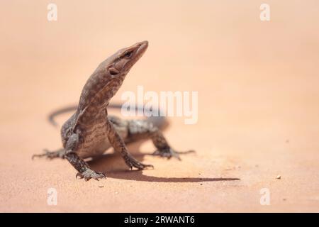 Wilde Schwarzkopf-Echse (Varanus tristis), die auf Sand geht, Australien Stockfoto