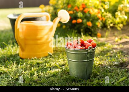 Nahaufnahme eines Eimers gefüllt mit frisch gepflückten Kirschtomaten neben einer Gießkanne im Garten Stockfoto
