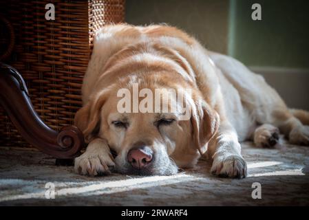 Lassen Sie schlafende Hunde lügen. Ein dosierender labradorhund bei Sonnenschein. Stockfoto