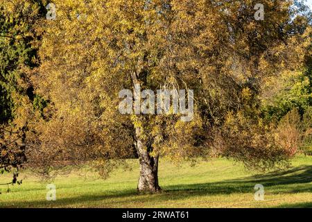 Jardines reale de Aranjuez, Madrid, España Stockfoto