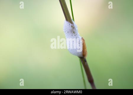 Kuckuckspucke, eine weiße schaumige Flüssigkeit, die von Nymphen eines saftsaugenden Käfers (Froghopper) abgesondert wird Sie werden auch als Spittlebugs bezeichnet. Weißer Schaum auf Gras. Stockfoto