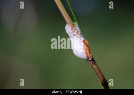 Kuckuckspucke, eine weiße schaumige Flüssigkeit, die von Nymphen eines saftsaugenden Käfers (Froghopper) abgesondert wird Sie werden auch als Spittlebugs bezeichnet. Weißer Schaum auf Gras. Stockfoto