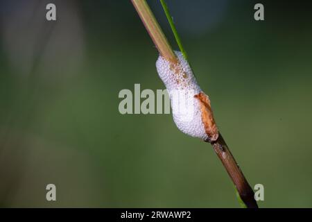 Kuckuckspucke, eine weiße schaumige Flüssigkeit, die von Nymphen eines saftsaugenden Käfers (Froghopper) abgesondert wird Sie werden auch als Spittlebugs bezeichnet. Weißer Schaum auf Gras. Stockfoto