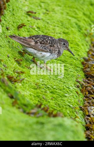 Purple Sandpiper, ein rot gelisteter Vogel in Großbritannien, sitzt auf einer Decke aus Moos/Algen an einer britischen Küste. Calidris maritima. Wattierarten. Stockfoto