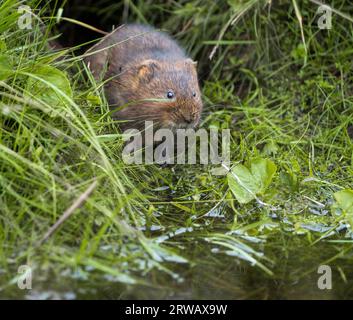 Water Vole stand am Ufer des Redmires Reservoir, Sheffield. Arvicola amphibius, Water Vole, Sheffield, Yorkshire, Großbritannien. Stockfoto