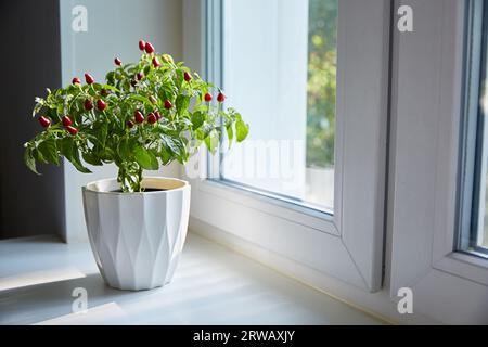 Zimmerpfeffer auf der Fensterbank. Hausgemacht baut Bio-Produkte auf der Fensterbank des Hauses an. Sich um sich selbst und Ihre Gesundheit kümmern Stockfoto