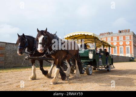 Ein Paar Shire-Pferde, die eine Kutschtouristengruppe von Touristen um das Gelände ziehen (Sir Christopher Wren's Südfront ist im Hintergrund) Hampton Court Palace, London UK (135). Stockfoto