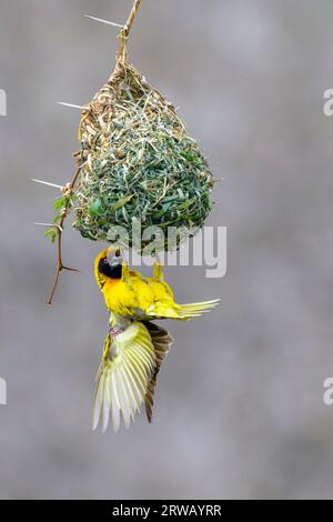 Dorfweber (Ploceus cuccullatus), der in einem Baunest zeigt, um Weibchen anzulocken, Kruger National Park, Mpumalanga, Südafrika. Stockfoto