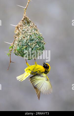 Dorfweber (Ploceus cuccullatus), der in einem Baunest zeigt, um Weibchen anzulocken, Kruger National Park, Mpumalanga, Südafrika. Stockfoto