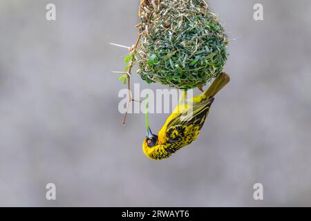 Dorfweber (Ploceus cuccullatus) Baunest mit Aussaat Gras, Kruger Nationalpark, Mpumalanga, Südafrika. Stockfoto