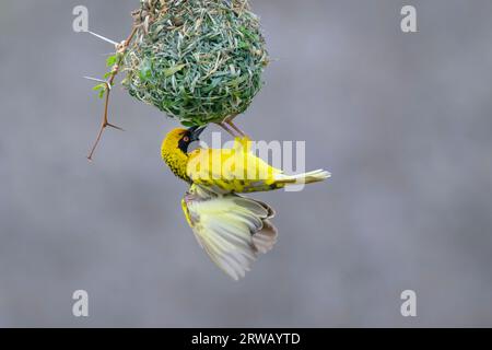 Dorfweber (Ploceus cuccullatus), der in einem Baunest zeigt, um Weibchen anzulocken, Kruger National Park, Mpumalanga, Südafrika. Stockfoto