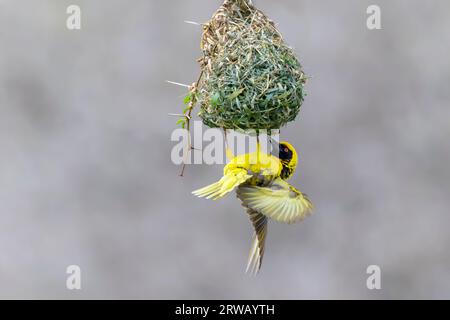 Dorfweber (Ploceus cuccullatus), der in einem Baunest zeigt, um Weibchen anzulocken, Kruger National Park, Mpumalanga, Südafrika. Stockfoto