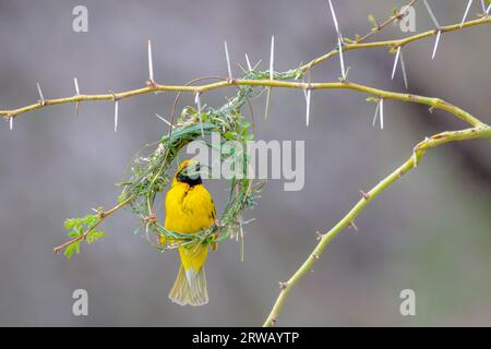 Dorfweber (Ploceus cuccullatus) bauen Nest mit Aussaat Gras, gerade begonnen, Kruger Nationalpark, Mpumalanga, Südafrika. Stockfoto