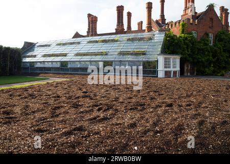 Gewächshaus mit der großen Rebe im Garten des Hampton Court Palace in Richmond upon Thames, London. UK. Es ist die größte Rebe der Welt. Das Wurzelsystem befindet sich außerhalb des Glashauses. (135) Stockfoto