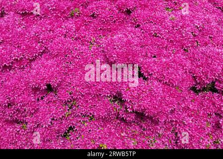 Rhododendron Hatsugiri blühende Blüten natürlicher Hintergrund, blühende immergrüne Pflanze in der Familie Ericaceae. Stockfoto