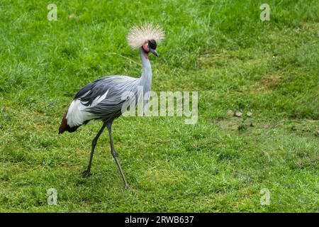 Grauer Kronenkran (Balearica regulorum gibbericeps) im Gras, andere Namen: Kammkran, Vogel in der Familie Gruidae. Stockfoto