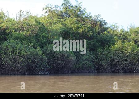 Nachmittagsblick auf Mangrovenwälder Stockfoto