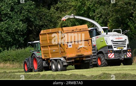 Ein großer grüner Traktor mit einem gelben Anhänger, der von einem Feldhäcksler Claas 870 Jaguar mit Silage auf einem Feld gefüllt wird. Stockfoto