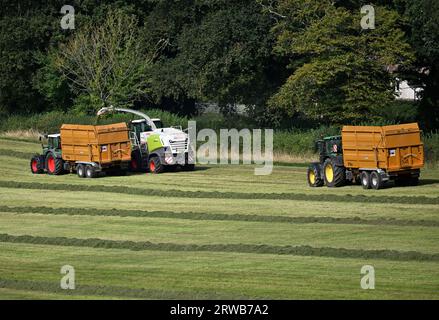 Ein großer grüner Traktor mit einem gelben Anhänger, der von einem Feldhäcksler Claas 870 Jaguar mit Silage auf einem Feld gefüllt wird. Die nächste Zugmaschine/Anhänger-Kombination wartet auf die Übernahme. Stockfoto