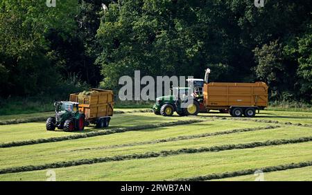 Ein großer grüner Traktor mit einem gelben Anhänger, der von einem Feldhäcksler Claas 870 Jaguar mit Silage auf einem Feld gefüllt wird. Die ursprüngliche Kombination aus Traktor und Anhänger ist voll und fährt an. Stockfoto