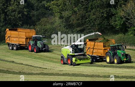 Ein großer grüner Traktor mit einem gelben Anhänger, der von einem Feldhäcksler Claas 870 Jaguar in der späten Nachmittagssonne an einem schönen Herbsttag im September mit Silage auf einem Feld gefüllt wird. Stockfoto