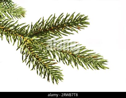 Weihnachtsbaumzweig, Tannenzweig, Fichte, Kiefernzweig isoliert auf weißem Hintergrund Stockfoto