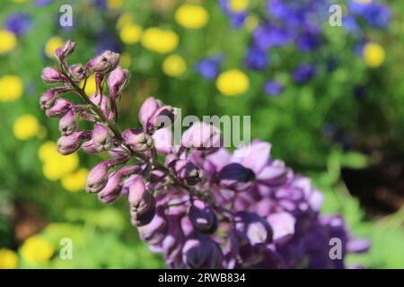 Toowoomba Karneval der Blumen 2023 Stockfoto