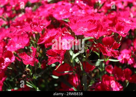 Toowoomba Karneval der Blumen 2023 Stockfoto