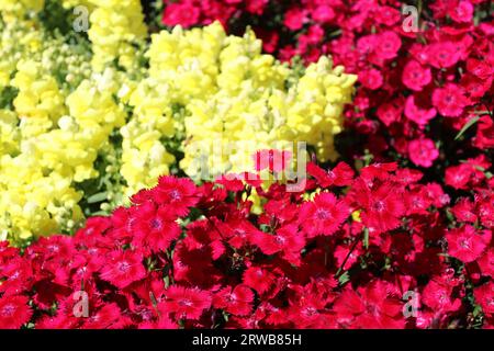 Toowoomba Karneval der Blumen 2023 Stockfoto