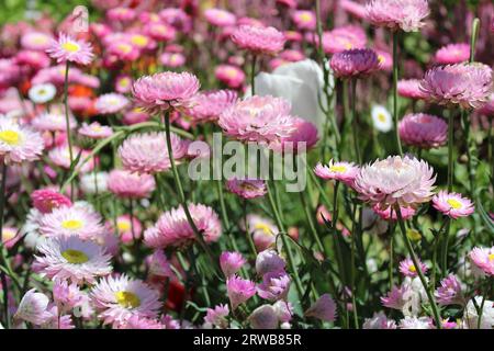 Toowoomba Karneval der Blumen 2023 Stockfoto