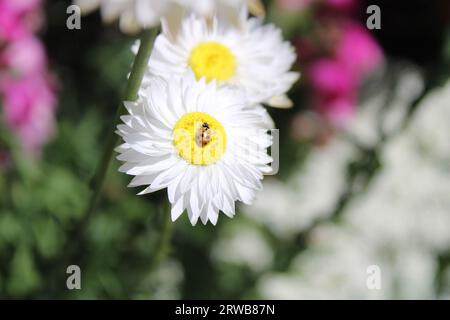 Toowoomba Karneval der Blumen 2023 Stockfoto