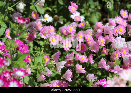 Toowoomba Karneval der Blumen 2023 Stockfoto