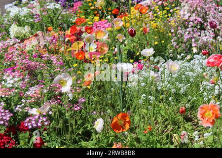 Toowoomba Karneval der Blumen 2023 Stockfoto