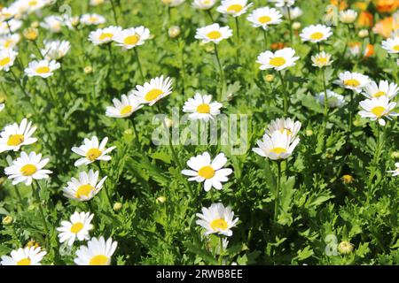 Toowoomba Karneval der Blumen 2023 Stockfoto