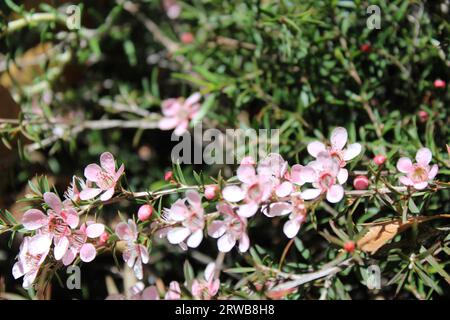 Toowoomba Karneval der Blumen 2023 Stockfoto