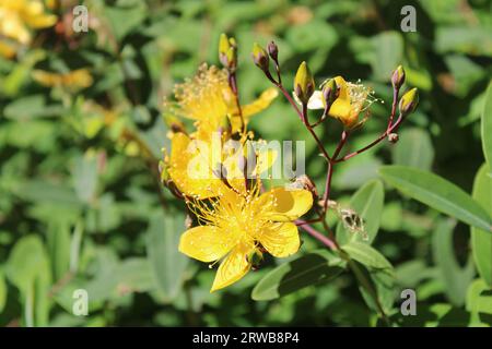 Toowoomba Karneval der Blumen 2023 Stockfoto