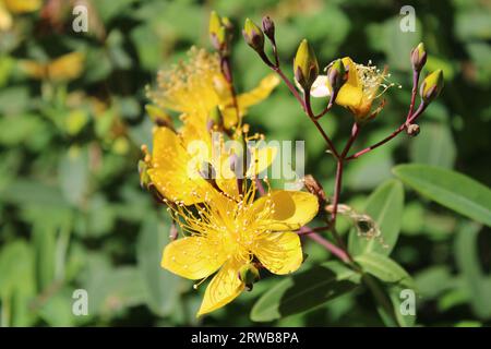 Toowoomba Karneval der Blumen 2023 Stockfoto