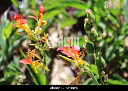 Toowoomba Karneval der Blumen 2023 Stockfoto