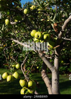 Äpfel hängen im Sommer an einem Baum. Stockfoto