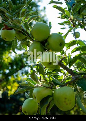 Äpfel hängen im Sommer an einem Baum. Stockfoto