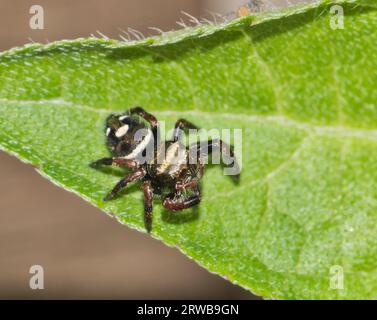 Bold Jumping Spider (Phidippus audax) vor dem vorletzten Schritt auf einem Baumblatt in Houston, TX, Rückenansicht Makro. Häufige einheimische Arachniden-Arten in den USA. Stockfoto