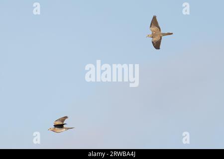 Europäische Turteltaube (Streptopelia turtur) Erwachsene und Jugendliche mit Flug Snettisham Norfolk September 2023 Stockfoto