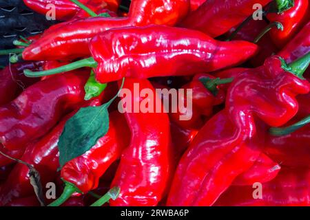 Nahaufnahme von südamerikanischen roten Cayenne-Chilischoten Stockfoto