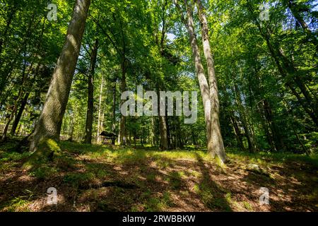 Sonne strahlt durch dicke Bäume Äste in dichten grünen Wald Stockfoto