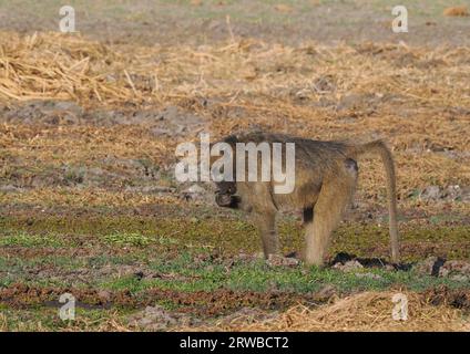 Chacma-Paviane leben in Familiengruppen, die Truppen genannt werden, mit einer Hierarchie, die von einem dominanten Mann geführt wird. Sie fressen auf dem Boden und in Bäumen. Stockfoto