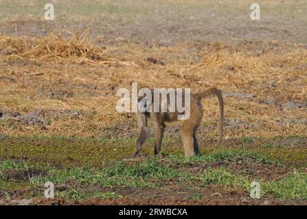 Chacma-Paviane leben in Familiengruppen, die Truppen genannt werden, mit einer Hierarchie, die von einem dominanten Mann geführt wird. Sie fressen auf dem Boden und in Bäumen. Stockfoto