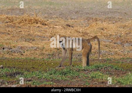 Chacma-Paviane leben in Familiengruppen, die Truppen genannt werden, mit einer Hierarchie, die von einem dominanten Mann geführt wird. Sie fressen auf dem Boden und in Bäumen. Stockfoto